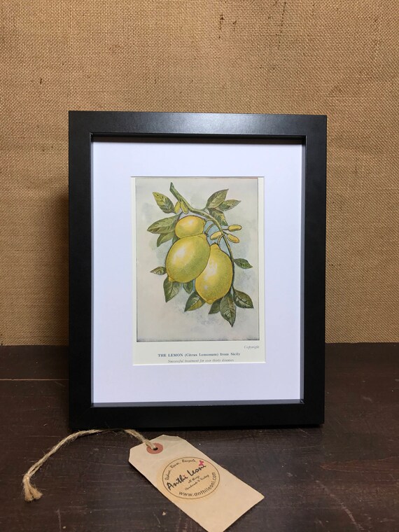 Lemon Botanical Book Plate Print - Mounted Vintage Lemon Plant Illustration - The lemon Citrus Lemonum From Sicily