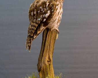 tawny owl taxidermy