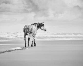 The Wanderer - Black & White Horse Print Fine Art Photography (Wall Decor, Equine Art, Horse photography)