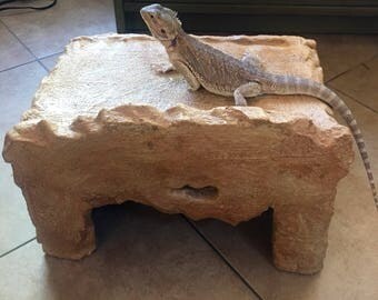bearded dragon hides for sale