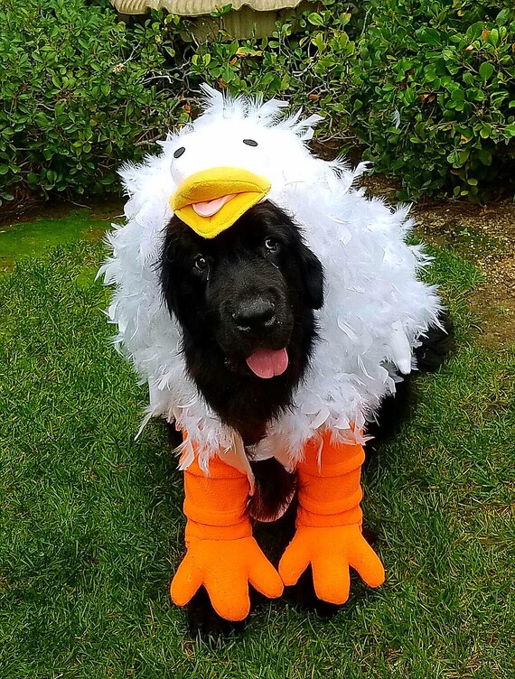 Crazy Chicken Costume for Dog Large-XXLarge by Cozy Pawz