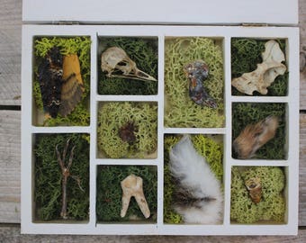 Taxidermy Natural History Collection Curio Box - Skull/Mummified/Animal Bones/Curosity/Oddity/Pagan/Witch/Dead Things