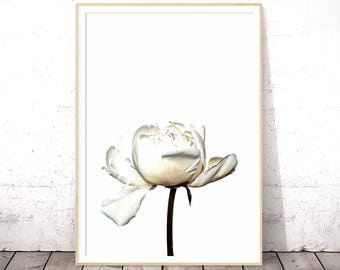 Roses Print, Floral Wall Art, Botanical Print, Flower Photograph, Dorm Wall Art, Flower Print, Floral Printable, White Roses, Peony Print