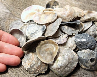 38 pcs Natural sea shells home decor Beach wedding Nautical decor Seashell Vase decor Natural shells homemade crafts summer wedding favors