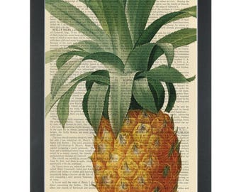 Pineapple color vintage botanical drawing Dictionary Art Print