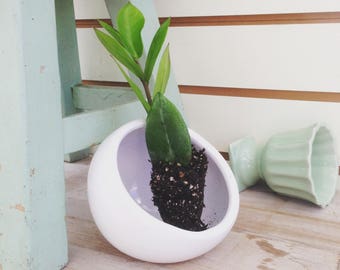 Zamioculcas Zamifolia (ZZ Plant) Start (1)