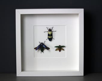 Buprestidae Buprestidae showcase