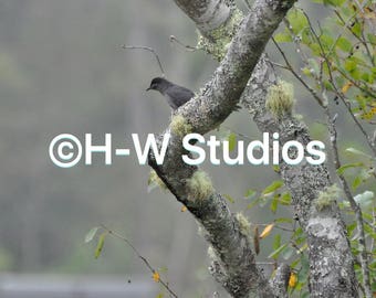 3 Photo set of birds