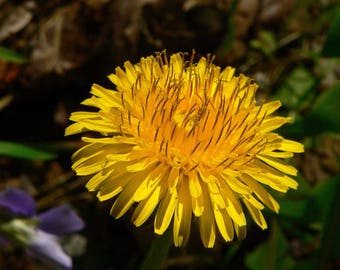 Dandelion Flower Essence