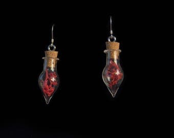 Red coral terrarium earrings with sterling silver hooks