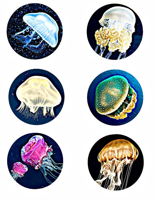 3 inch jelly fish images for coasters pins buttons and crafts