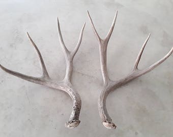 2 natural real deer antler sheds design decor crafts art centerpiece gift rustic natural antler sheds lamp display