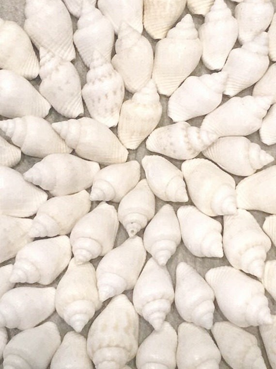 White Mini Seashells Conch Shells Terrarium Little Small Teeny