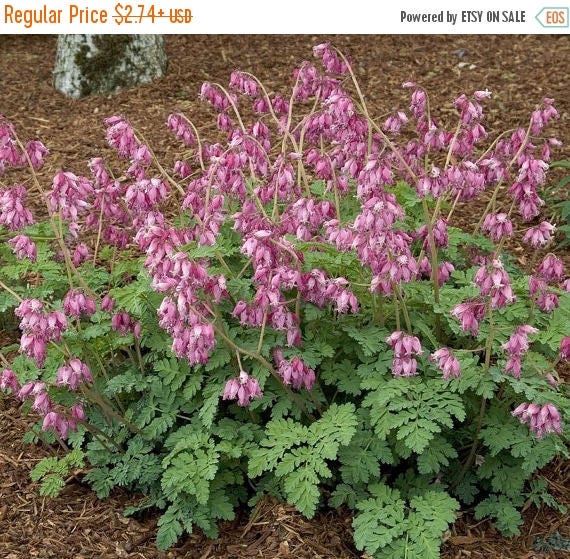 BIG SALE Wild bleeding heart Seeds Dicentra Eximia Great