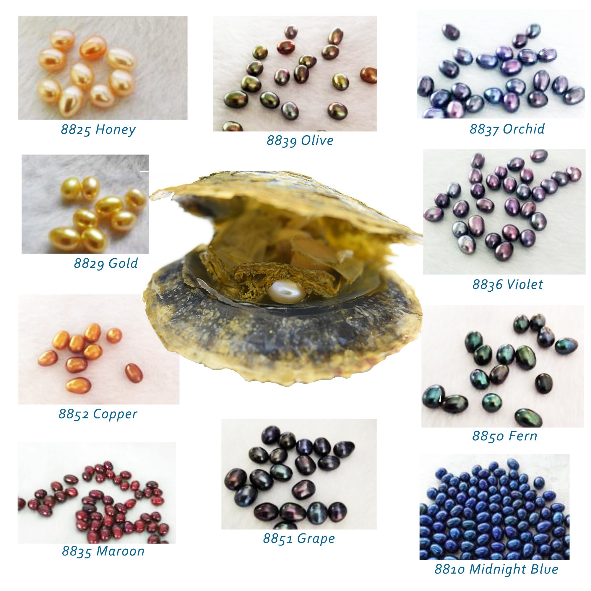 Pearl Oyster Colored Pearls Dyed Pearl