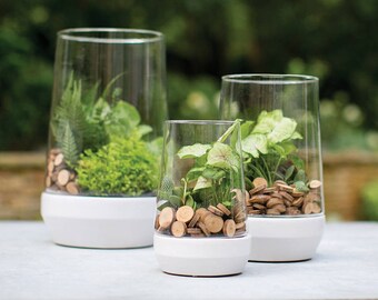 glass terrarium container