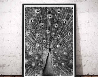 Peacock Print, peacock pictures, peacock feather print, peacock art, bird pictures, peacock image, peacock print picture, Woodlands Decor