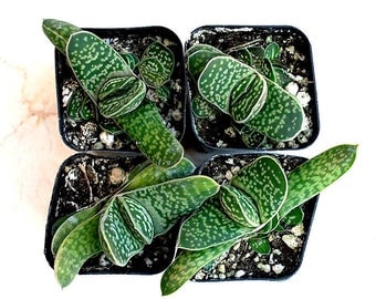 Gasteria - Ox Tongue/Cow Tongue 2" pot