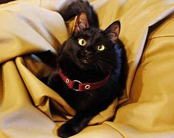pet wedding pet lover gifts cat lover gift cat gifts dog lover gift pet accessories personalised cat collar dog collar leather mulberry