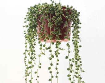 LARGE String of Pearls Plant 6" Hanging Succulents, Rare Succulent Terrarium Plants Exotic Succulent Basket Senecio Rowleyanus Hanging Plant