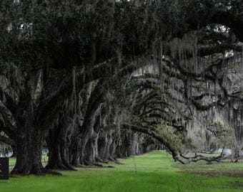 8x12 Tomotley Plantation- Ready for Frame