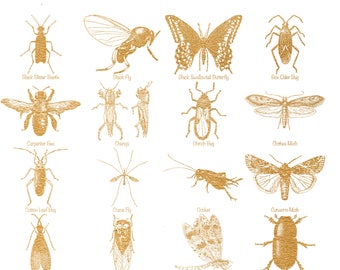 Insect poster | Etsy