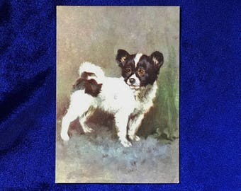 1930's Papillon Dog De Reszke Cigarettes Postcard Beautiful!