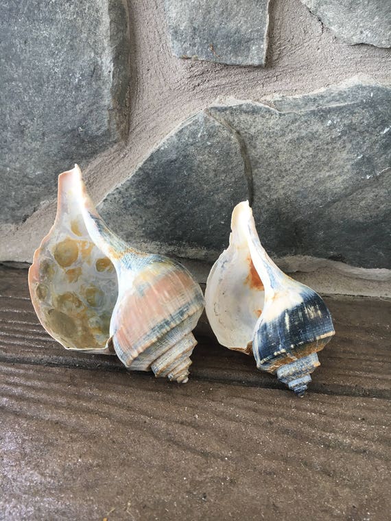 Whelk Conch Shell Large Seashell Bulk Sea Shells Beach