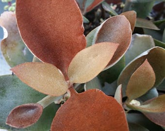 1 Kalanchoe Orayalis Copper Spoons succulent CUTTING (3-4")