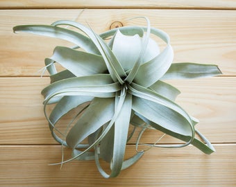 Xerographica Air Plant, FREE SHIPPING, Terrarium Air Plant, Plant Gift, Tillandsia Airplant, House Plant, Indoor Plant, Fun Gift, Gift Idea