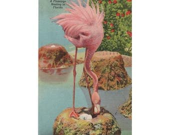 Flamingo Postcard Lot: One Linen & One Standard Chrome