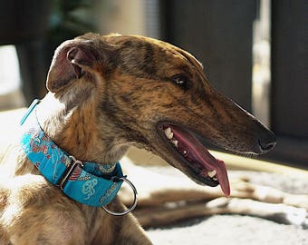 1.5" Martingale collar, fancy dog collar, Greyhound collar, Saluki collar, Galgo collar, Whippet collar, sight hound collar