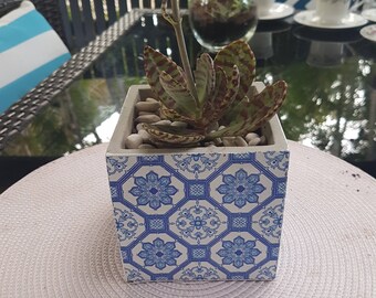 Succulent (Kalanchoe Humilis) in unique planter