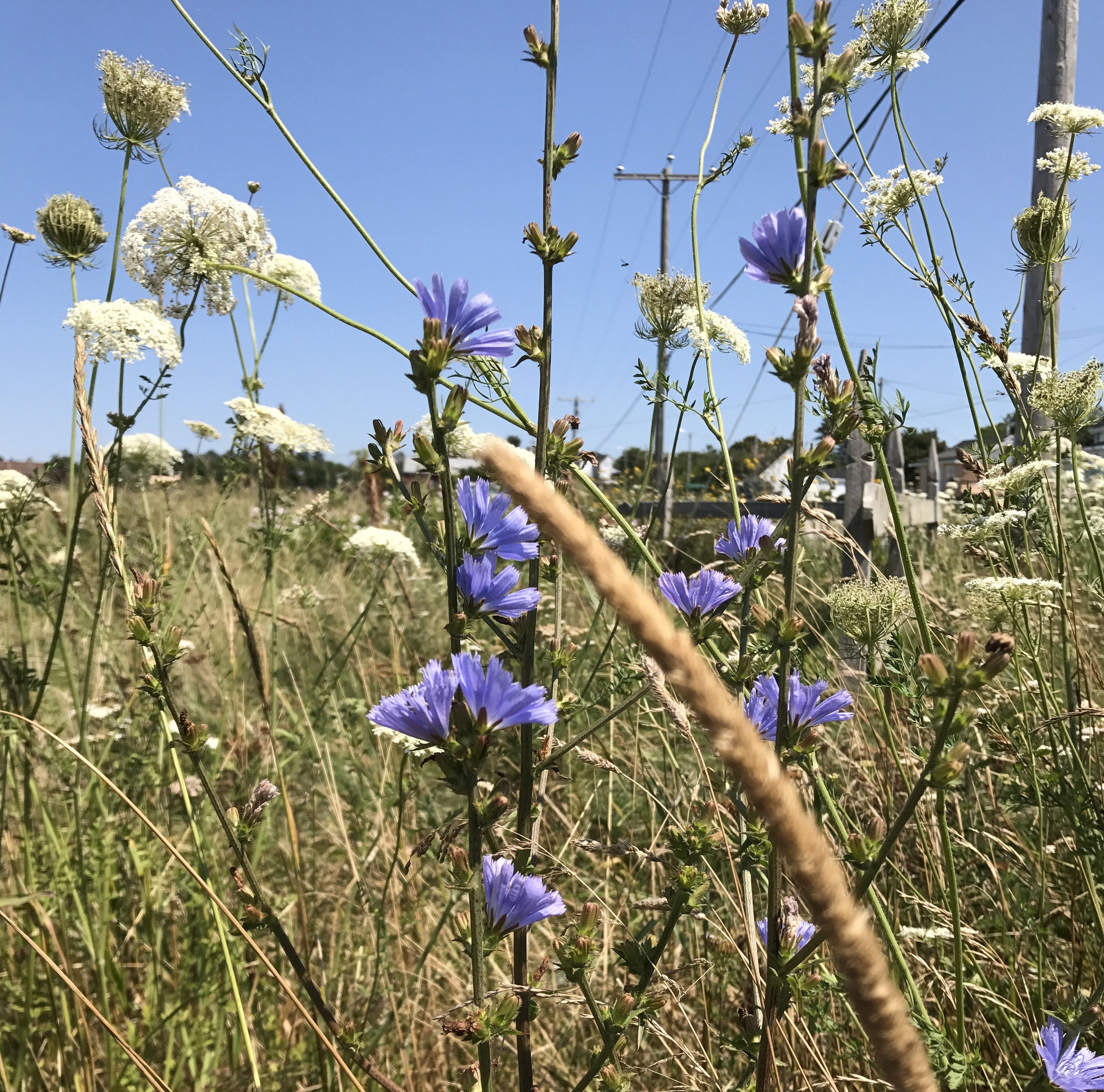 wildflowers meteghan nova scotia