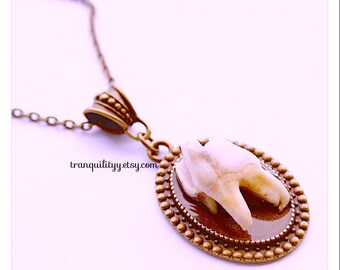 Real Deer Tooth Pendant Necklace , Spirit Animal ,Natural Deer Tooth Necklace, Animal Bone, Taxidermy Oddity , By: tranquilityy