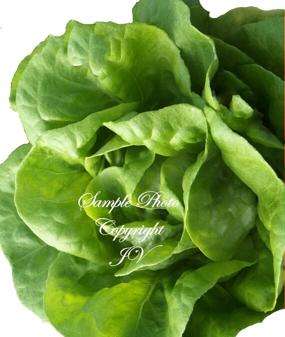 Bibb Lettuce 500 seeds Heirloom Gourmet Flavorful Compact Baby