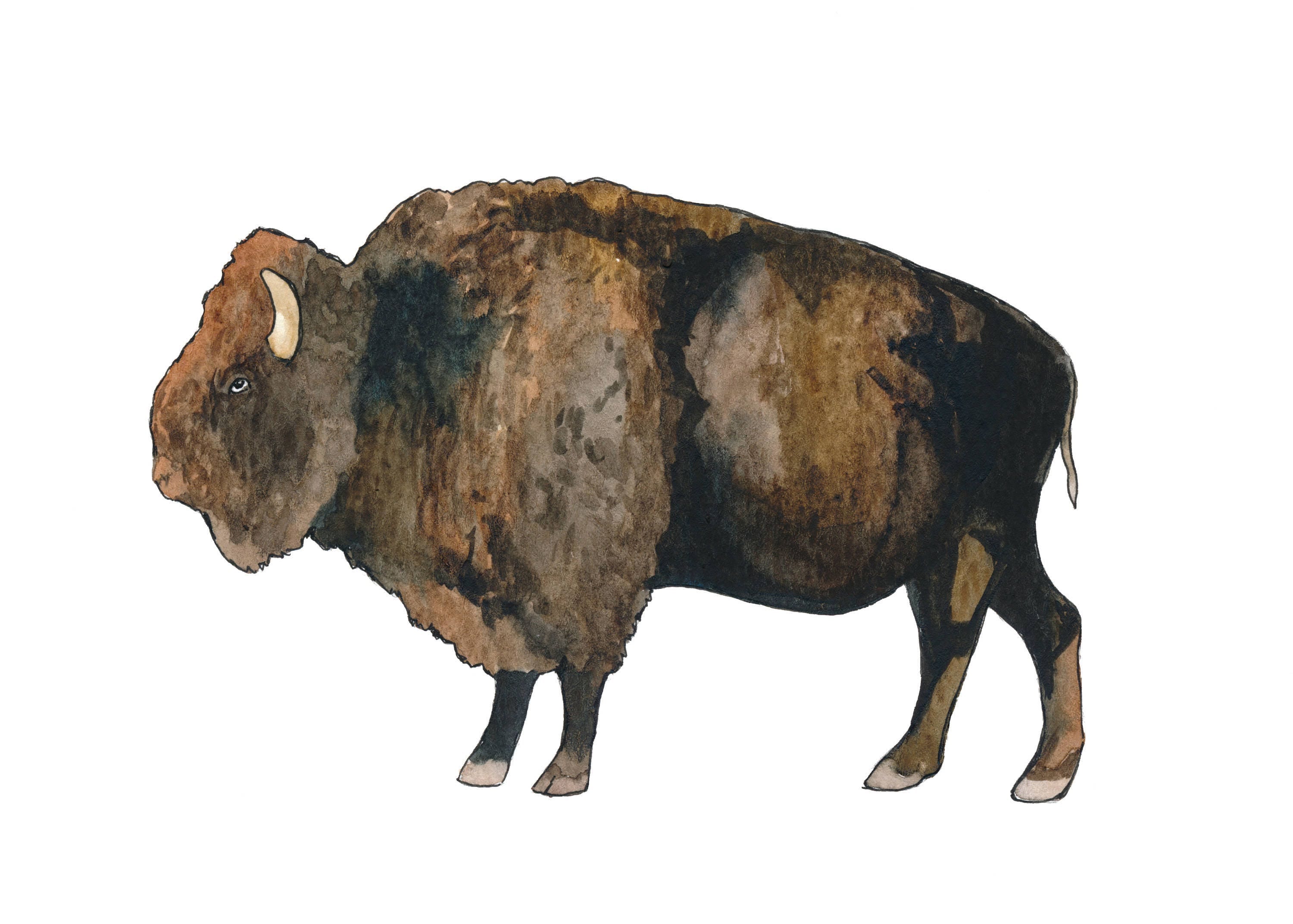 Original 5x7 Watercolor Buffalo Painting   Il Fullxfull.1333779605 63xq 