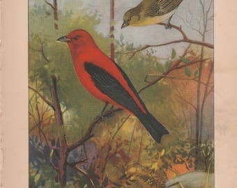 Scarlet Tanager/Swallow Antique Bird Print 1926 R. E. Todhunter