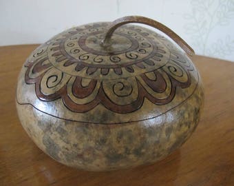 box squash gourd type flat Corsica 18 original