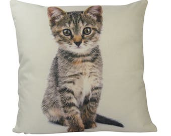 kitten on pillow