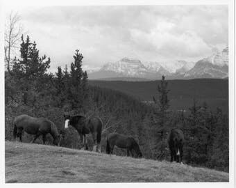 Wild Horses of Alberta
