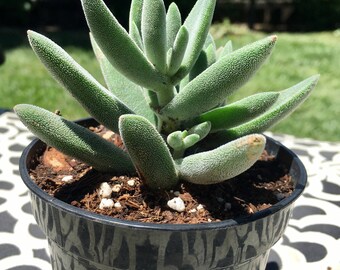 Succulent Plant Crassula mesembryanthemoides