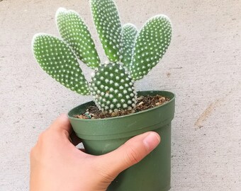 Cactus Plant Opuntia Angel Wing Microdasys Albata Bunny Ears Mickey Mouse Cactus Spiky Indoor Plant Succulent Plants Rare Live Plants