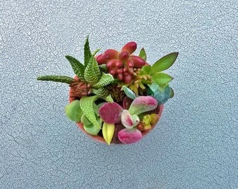 Live Succulent Plant Arrangement Centerpiece Fairy Garden Terrarium Mini Rare Unique Colorful Gift Keepsake Indoor Outdoor Wedding Clay Pot