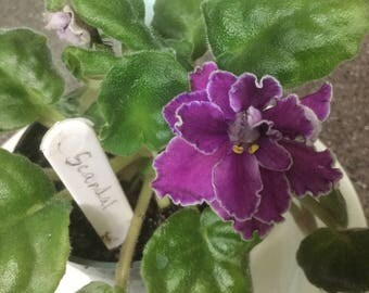 African violet "Scandal"
