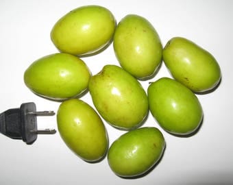 Ziziphus Mauritiana / Indian Jujube - "Oblong, thin-long seed 25-50 gram fruits" - 7 seeds