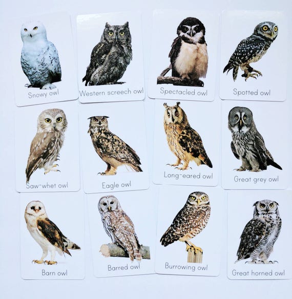 owl-flash-cards-types-of-owl-study-cards-classroom-decor