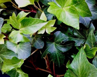 7 small leaf ruffled wavy crested hedera helix green english ivy vines live plant cuttings evergreen - House Plants Vines 7 small leaf ruffled wavy crested hedera helix green english ivy vines live plant cuttings evergreen - House Plants Vines