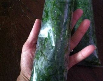 Aquatic Plants Live Guppy Grass Najas Grass 1 Bag
