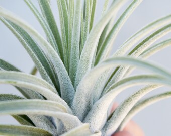 Tillandsia Oaxacana Feldhofi Air Plant